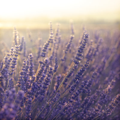 Lavender Field During Sunset by Pawel.gaul - No Frame Print on Canvas