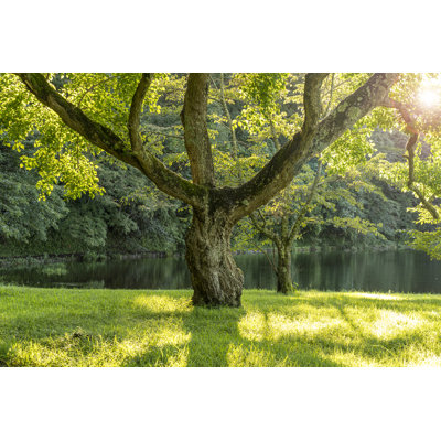 An Old Tree par Ks Biogeo