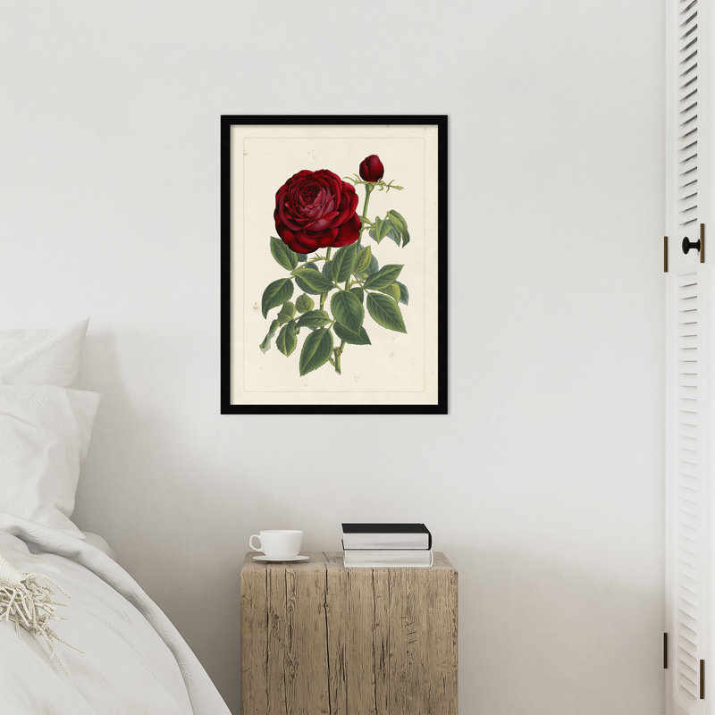 «Van Houtteano Rose», reproduction d'art encadrée en bois, Svelte Noir Black, 25 x 19