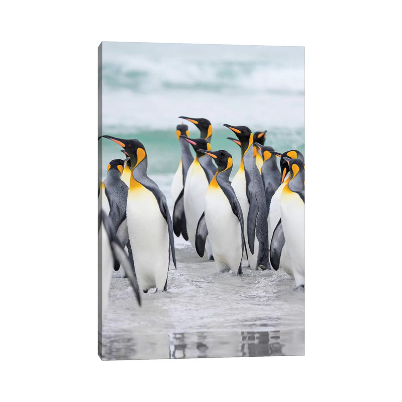 King Penguin On Falkland Islands. by Martin Zwick - Wrapped Canvas Print, 20.32 cm H x 30.48 cm W