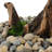 Desktop Artificial Bonsai Pine Tree