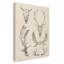 «Skull and Antler Study II» par Ethan Harper - reproduction d'art sur toile-62465040
