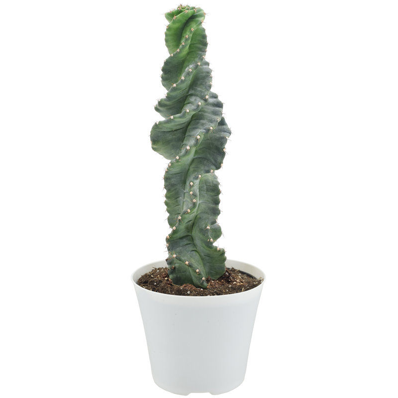 6-Inch Green Spiral Cactus in White Plastic Pot