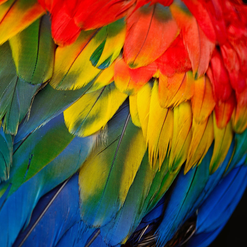 Scarlet Macaw Feathers - Wrapped Canvas Print, 30cm H x 30cm W x 3.8cm D