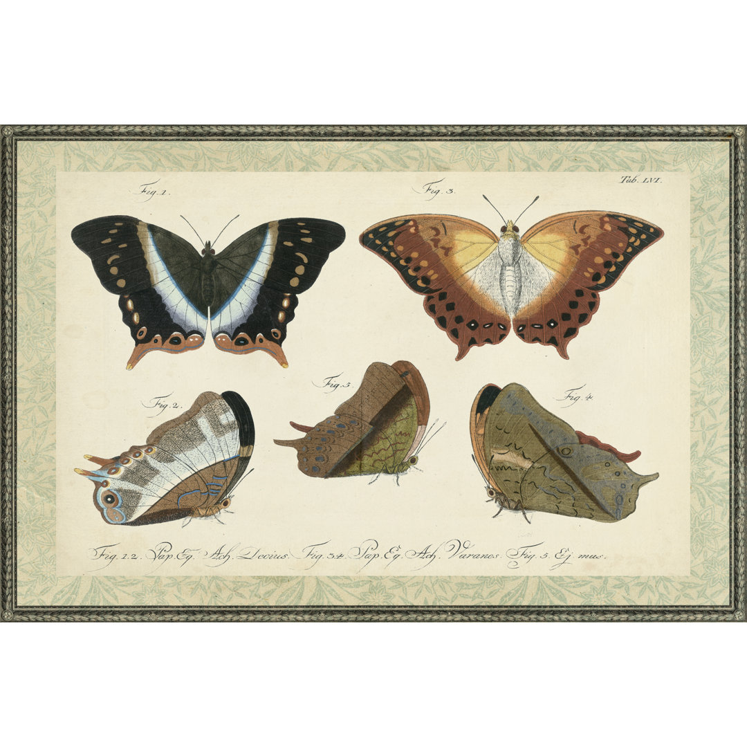 Leinwandbild Bookplate Butterflies Trio III