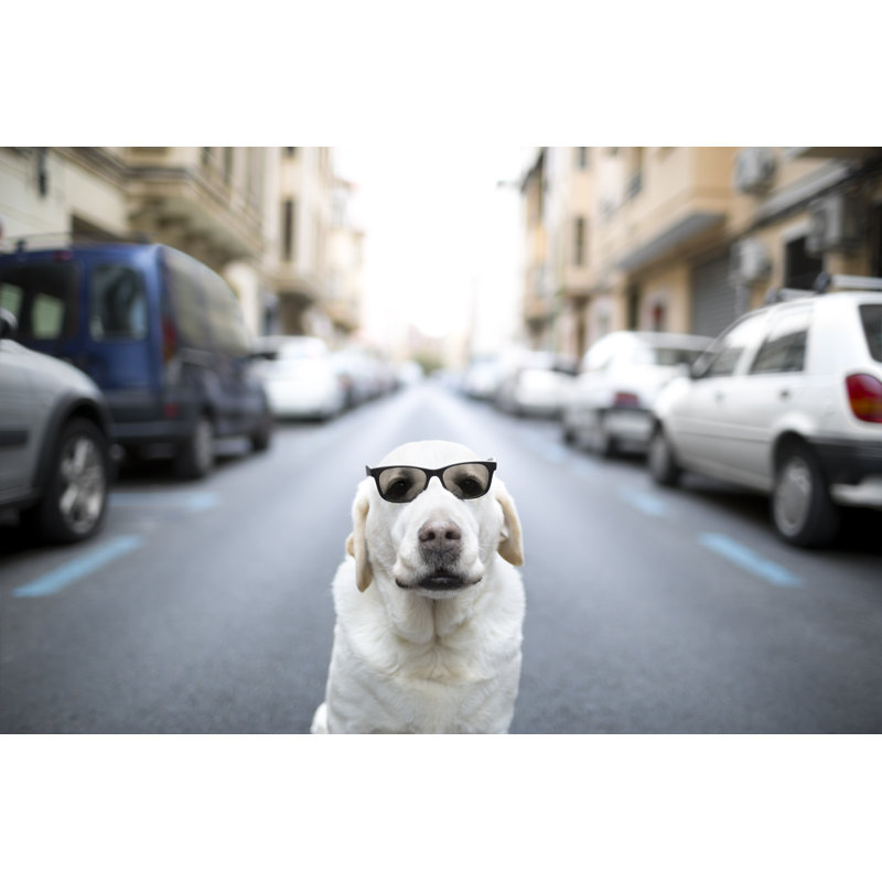 Chien avec lunettes de soleil par Dianahirsch, H 24 po x l 36 po