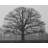 Ominous Tree - White Canvas Art for Home Decor | Elegant Design
