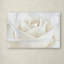 «Pure White Rose», reproduction de photo encadrée-35748193-50509882-31106338