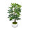 Organic Modern 5' Schefflera In Fiberstone Planter
