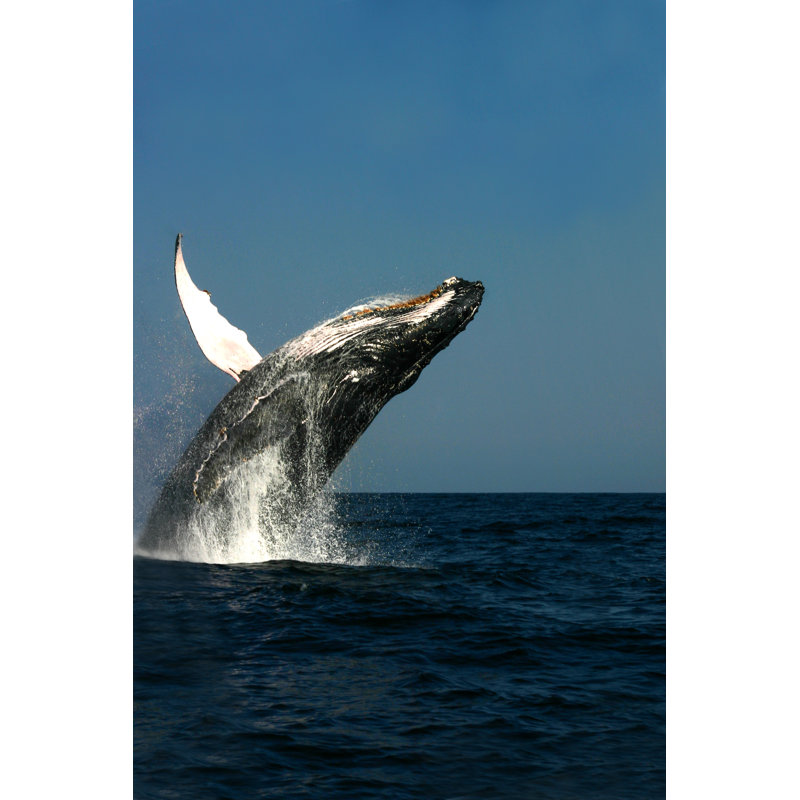 Humpback Whale Breach by BrettAtkins - Wrapped Canvas Print, 122cm H x 81cm W x 3.8cm D