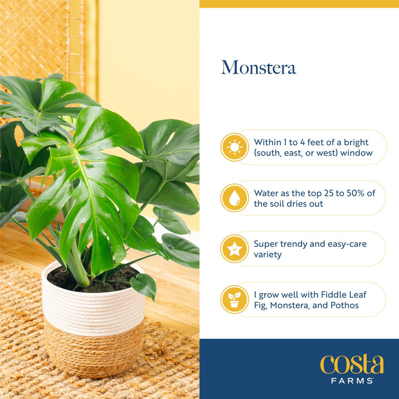 Costa Farms Indoor Monstera Deliciosa House Plant in 10-inch Décor Pot
