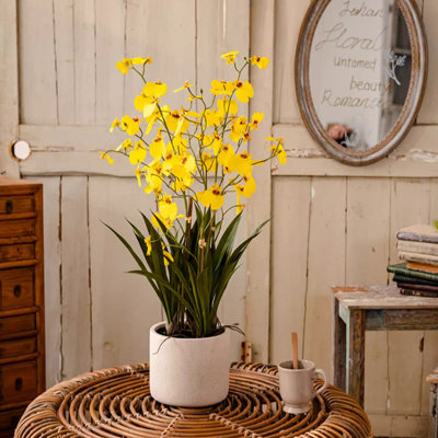 Orchidée en pot