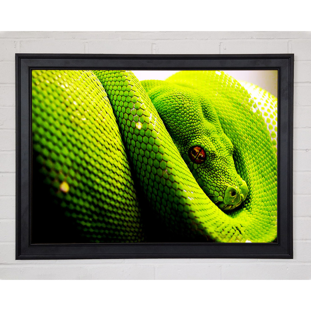 Green Snake Huddle - Einzelner Bilderrahmen Kunstdrucke