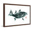 « stripeed bass green », reproduction d’art encadrée-20585021