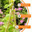 Piquet de jardin en treillis naturel-20302243