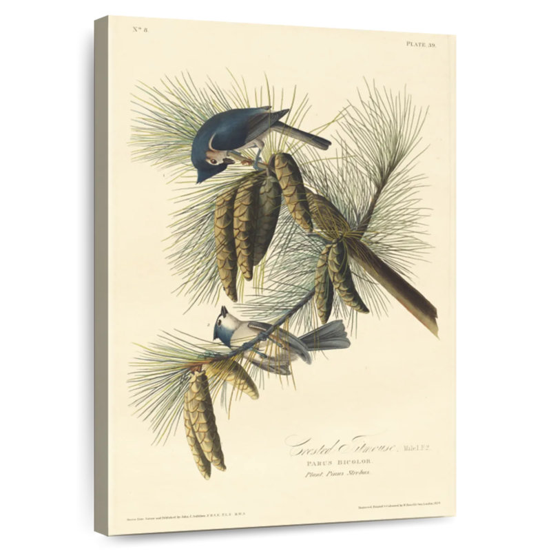 Brampt Crested Titmouse, 51" H x 34" W