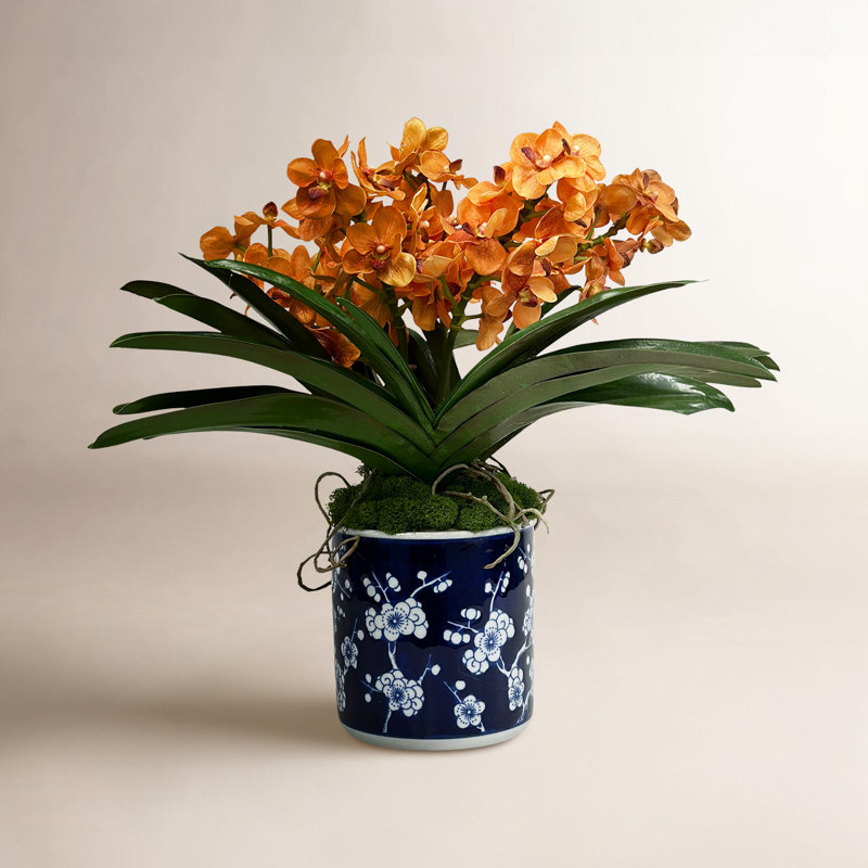 Vanda Orchid In Blossom Pot