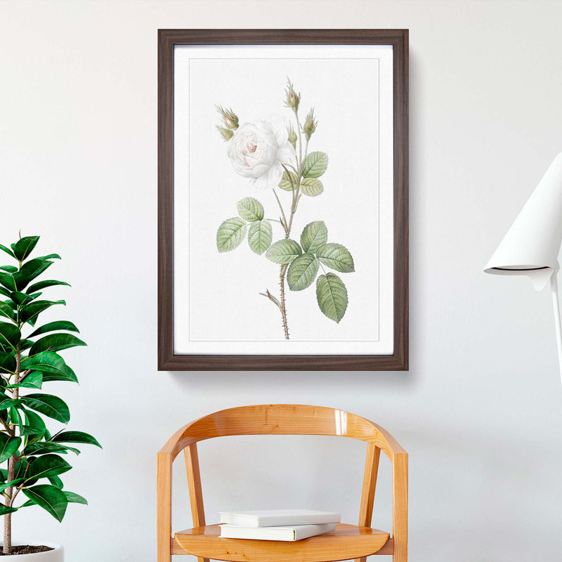 White Moss Rose by Pierre-Joseph Redoute - Picture Frame Art Prints, Walnut Framed, 65cm H x 48cm W x 2cm D