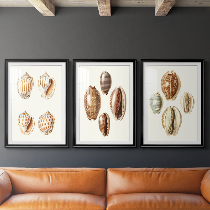 Lamarck Shells I - reproduction sur mesure encadrée de qualité supérieure - 3 pièces, H 21 po x l 30 po