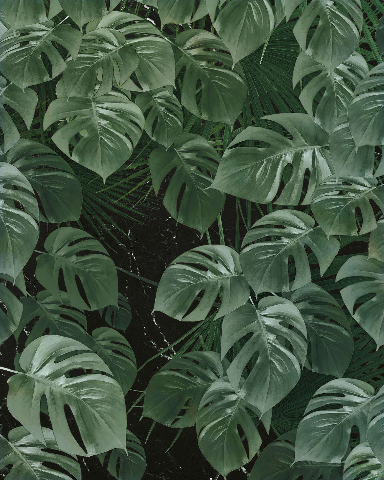 Monstera leaves tropical background Royalty Free Vector