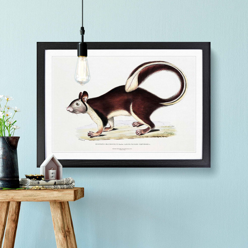 Large-Tailed Squirrel Illustration by John Edward Gray - Picture Frame Painting Print, Black Framed, 27cm H x 36cm W x 2cm D
