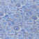 Fareham Washable Floral Indoor / Outdoor Rug