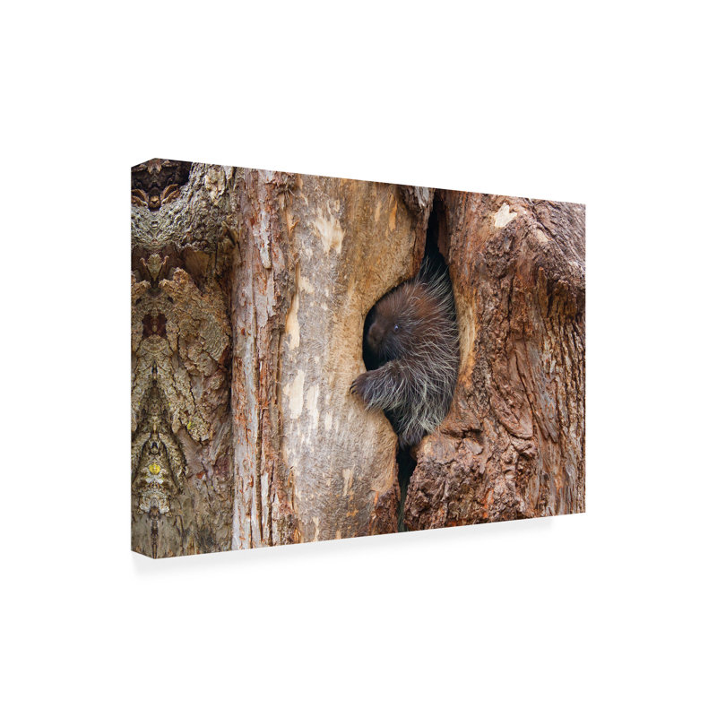 Art sur toile Jim Cumming Baby Porcupine In Tree, H 30 po x l 47 po