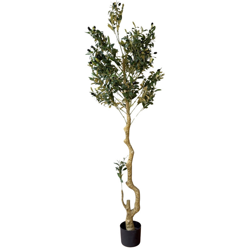 Andaiye 180cm Plant in Pot