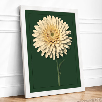 Cream Gerbera Study Botanical - Framed Print
