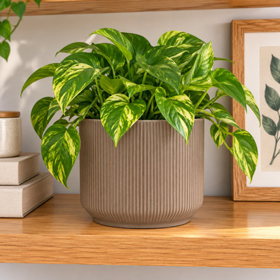 Matte Cafe Beige Ribbed Pot