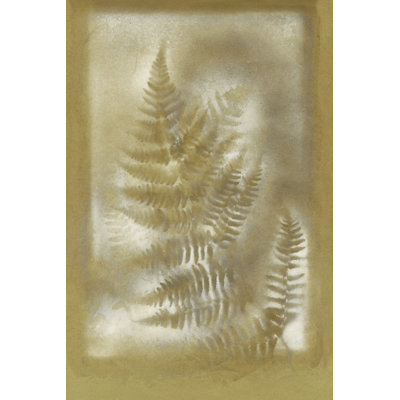 Shadows And Ferns IV by Renée W. Stramel - Wrapped Canvas Painting