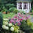 Lilies Oriental Stargazer Bulb