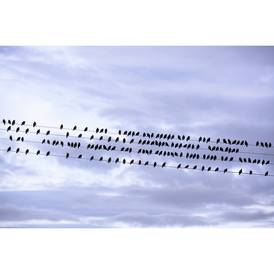 Birds On A Wire von MrPliskin - Leinwandbild