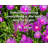 Fleur De Lis Living Gallery Wrapped Canvas By T.K. Kiser: "Sometimes losing everything is the only way to b