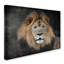 'Male Lion Portrait 1' Graphic Art Print on Wrapped Canvas-22070726
