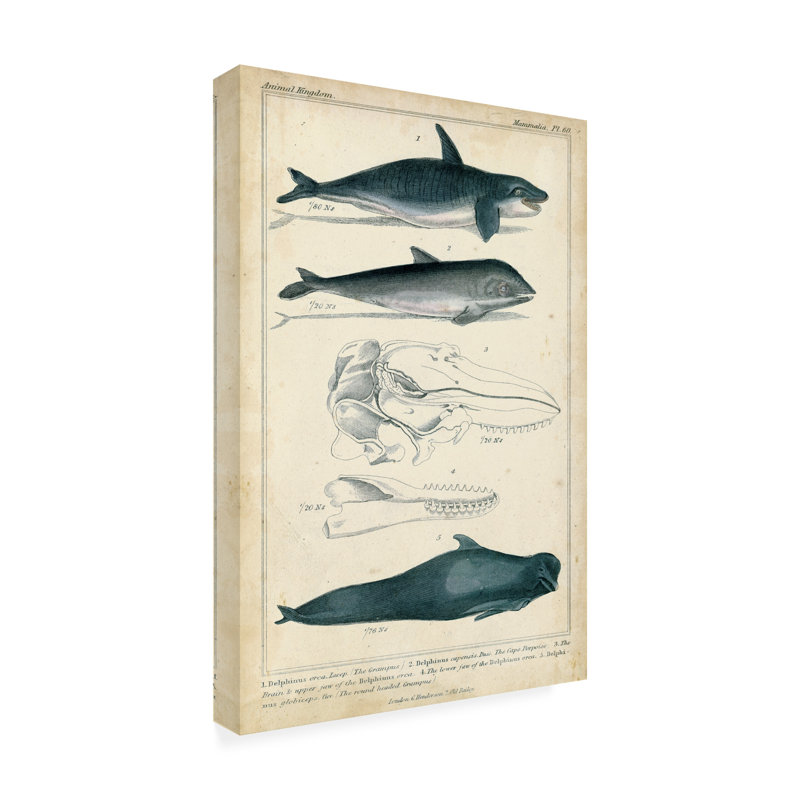 Toile d'extérieur «Antique Whale and Dolphin Study I» par G. Henderson, H 19 po x l 12 po x P 1,5 po