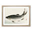 Carp Fish by Kono Bairei - Picture Frame Graphic Art Print-55680828-55680827