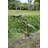 Lotus Leaf with Red-Eyed Tree Frog