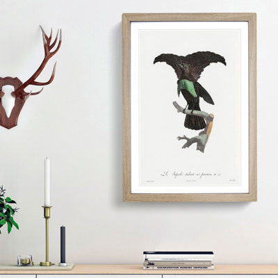 Superb Bird of Paradise by Jacques Barraband - Picture Frame Art Prints
