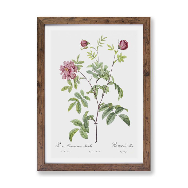 Cinnamon Rose by Pierre-Joseph Redoute - Framed Print, 33cm H x 45cm W x 2cm D, Walnut
