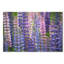 « blue rose lupine fleurs », reproduction de photo sur toile tendue-32706713
