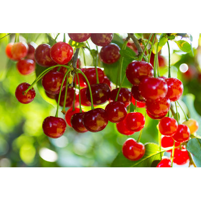 Cherry Tree - Live Plant in a 1 Gallon Pot - Variety Growers Choice Based On Health, Season and Availability - Edible Fruit Bearing Trees from Florida - Great for The Patio and Garden