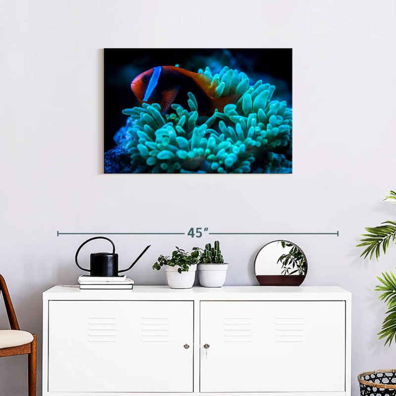 Brampt Tomato Clownfish, 20" H x 30" W