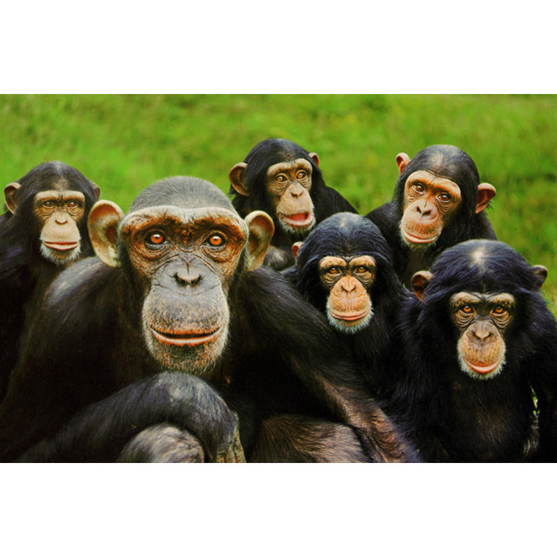 Chimpanzés, H 16 po x l 24 po