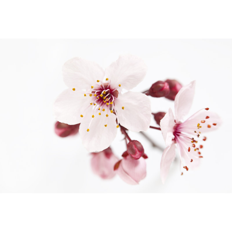 Cherry Blossoms by Fernandoah, 12" H x 18" W