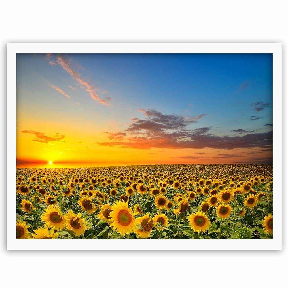 Gerahmter Fotodruck Sonnenblumen