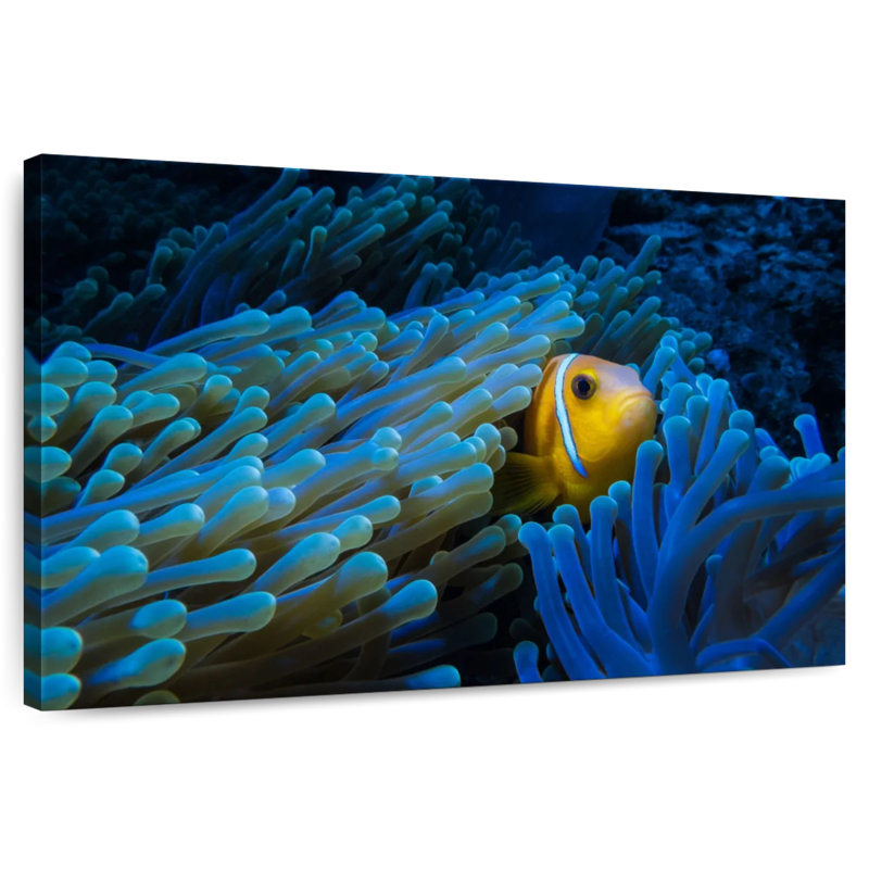 Lurking Clownfish, 16" H x 24" W