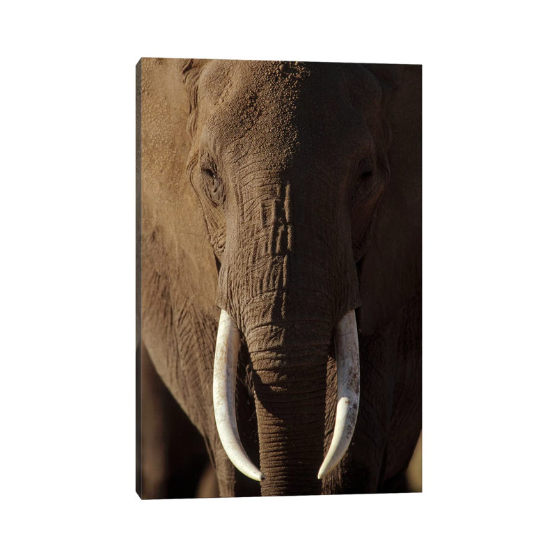 African Elephant Male Portrait With Long Tusks, Kenya by Tim Fitzharris - Wrapped Canvas Print
