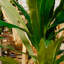 40 po Spathiphyllum artificiel en pot