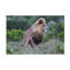 Art sur toile «Bob Bob Langrish Lion»-104136537